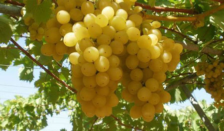 خواص انگور سبز,انگور چه خاصیتی دارد