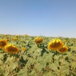 آفتابگردان به مزارع لرستان رسید؛ وقتی الگوی کشت دنبال راه تازه می‌گردد