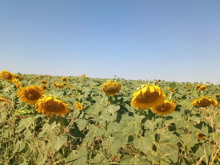 آفتابگردان به مزارع لرستان رسید؛ وقتی الگوی کشت دنبال راه تازه می‌گردد