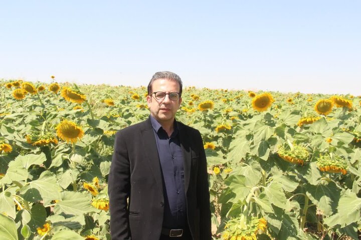 آفتابگردان به مزارع لرستان رسید؛ وقتی الگوی کشت دنبال راه تازه می‌گردد