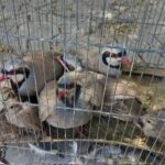 اخبار کوتاه محیط‌زیستی اصفهان