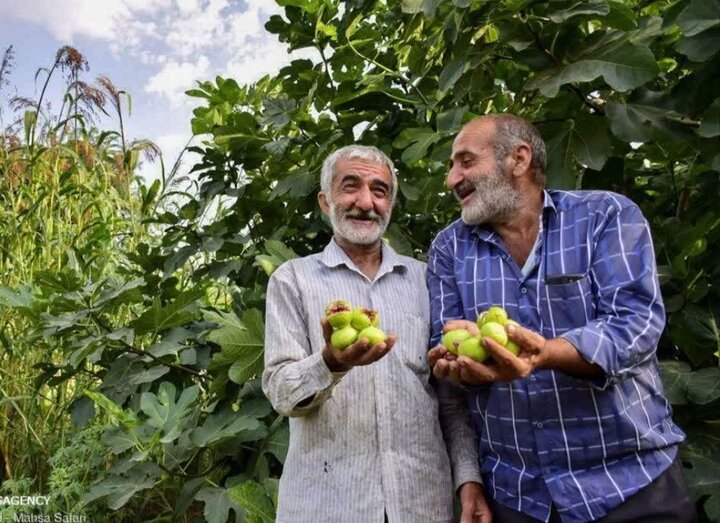 انجیر گلوگاه طعم بهشتی دارد؛ باغ‌هایی که مقصد گردشگران است