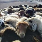 انهدام باند سارقان احشام در مازندران
