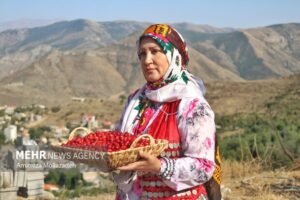 برگزاری نهمین دوره جشنواره زغال‌اخته در شهرستان کلیبر