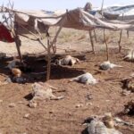 حمله گرگ‌ها به دامداری در هرات شهرستان خاتم؛ ۳۵ رأس گوسفند تلف شدند