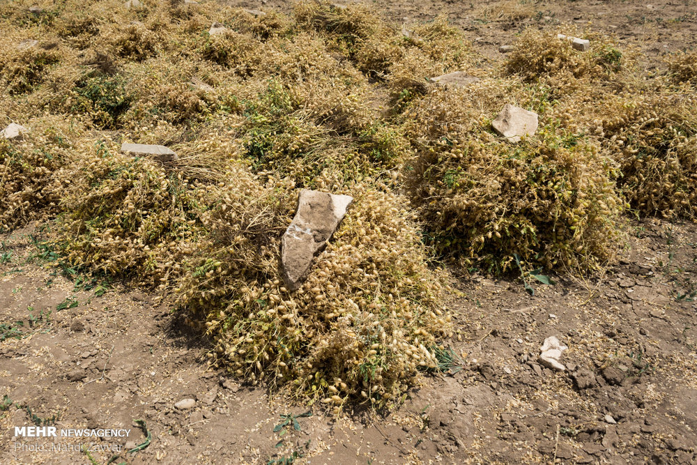 دانههای کوچک و رکورد بزرگ؛ مکانیزاسیون به مزارع نخود رسید دانههای کوچک و رکورد بزرگ؛ مکانیزاسیون به مزارع نخود رسید