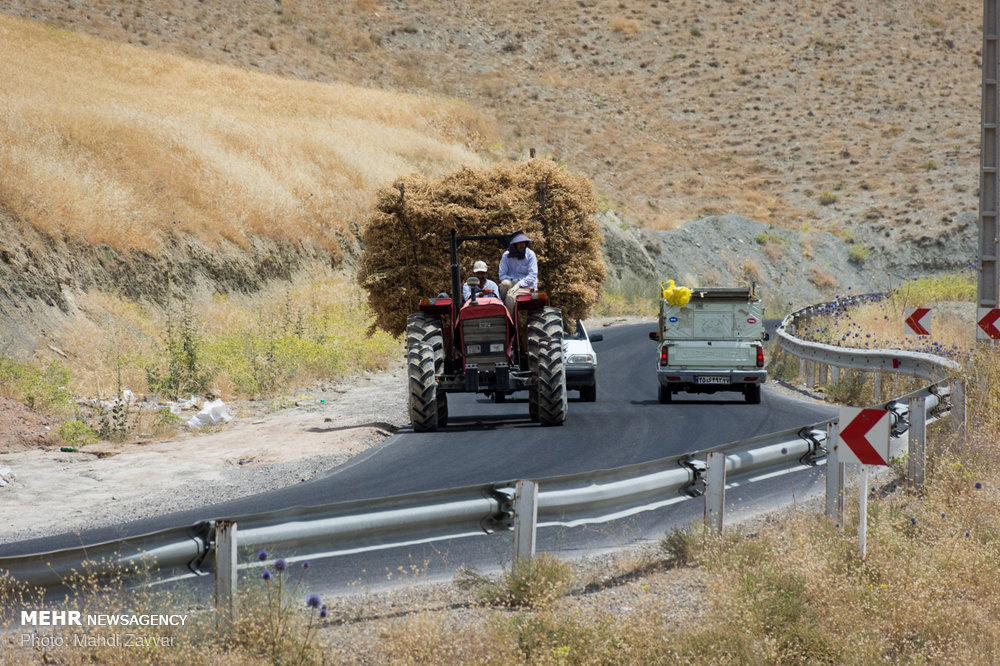 دانههای کوچک و رکورد بزرگ؛ مکانیزاسیون به مزارع نخود رسید دانههای کوچک و رکورد بزرگ؛ مکانیزاسیون به مزارع نخود رسید