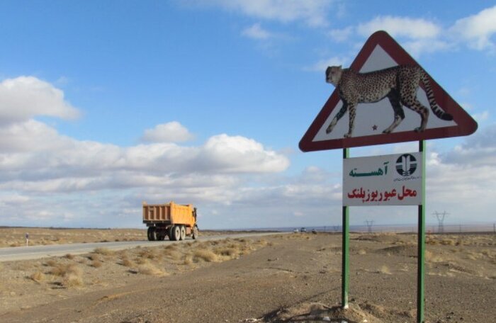دریکوند: رانندگان در زیستگاه یوزهای خراسان شمالی احتیاط کنند