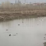 دزفولی‌نژاد:تلفات آبزیان قره‌سو بر اثر آلودگی رودخانه در دست بررسی است