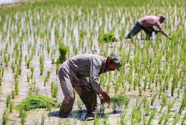 دست‌ودل‌بازی«ایوشان»؛ بازگشت امید به زمین‌های ترک‌خورده