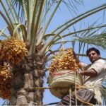 سردی قیمت‌ در خرماپزان بم؛ وقتی سود به جیب دلال می‌رود