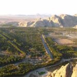 شیوع آفت در جنگل قائم کرمان؛ حال بام کرمان خوب نیست