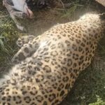 علت مرگ پلنگ عباس‌آباد مشخص شد