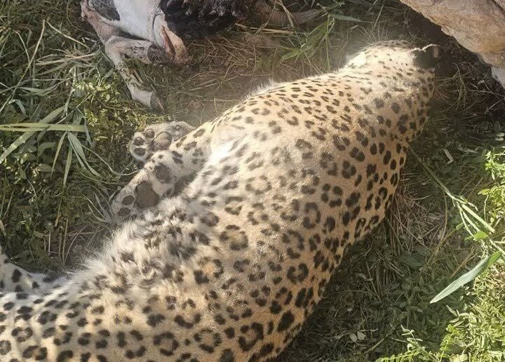 علت مرگ پلنگ عباس‌آباد مشخص شد