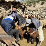 واکسیناسیون ۲ هزار و ۸۵۰ رأس دام در اردوی جهادی دامپزشکی چرام