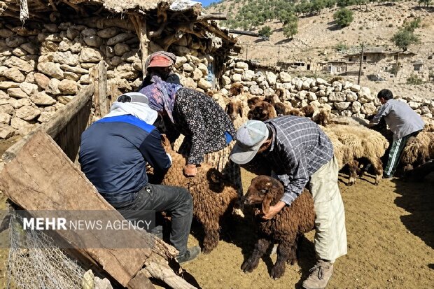 واکسیناسیون ۲ هزار و ۸۵۰ رأس دام در اردوی جهادی دامپزشکی چرام
