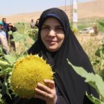 ورود آفتاب‌گردان به الگوی کشت لرستان
