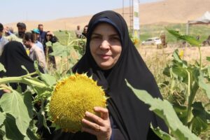ورود آفتاب‌گردان به الگوی کشت لرستان