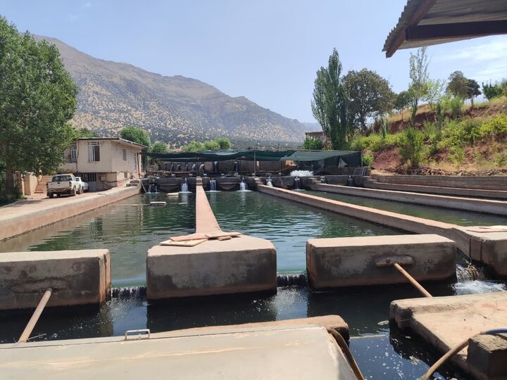 چگنی در مسیر صادرات خاویار؛ ظرفیتهای تولید ماهیان خاویاری بررسی شد چگنی در مسیر صادرات خاویار؛ ظرفیتهای تولید ماهیان خاویاری بررسی شد