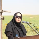 کاشت ۲۱۰ هکتار آفتاب‌گردان در لرستان