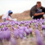 کشت گیاهان دارویی اصفهان از ۱۰ هزار هکتار گذشت؛ جای خالی صنایع فرآوری