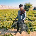 کشت ۲۰۰ هکتار صیفی‌جات تابستانه در حاجی‌آباد آغاز شد