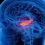 کوچک شدن مرکز حافظه مغز در افراد افسرده