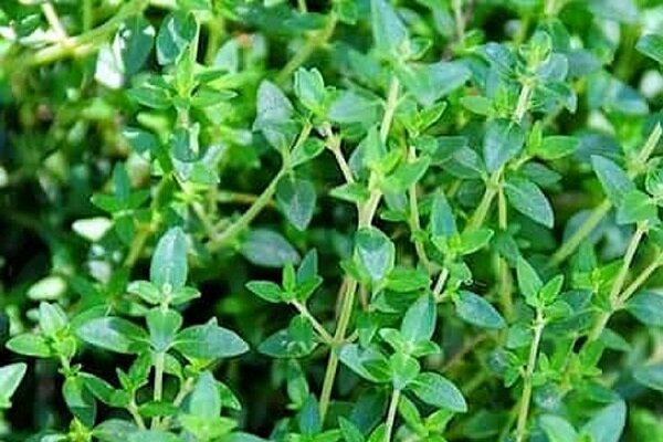گنجینه سبز سیستان و بلوچستان؛ فرصت‌های طلایی در گیاهان دارویی
