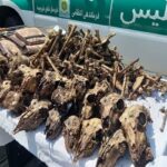  ۴۱ جمجمه آهو از چاه آب در شاهین‌شهر و میمه کشف شد