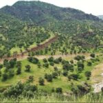 ۹۰ هزار هکتار از اراضی آبدانان را جنگل تشکیل می دهد