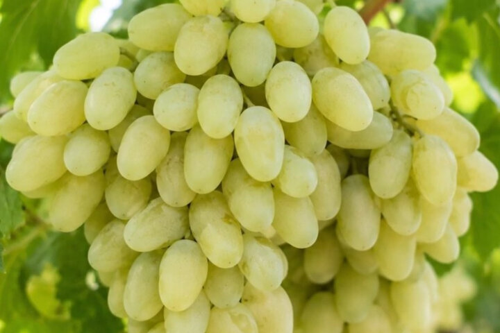 آذربایجان غربی قطب انگور کشور؛ وقتی تاکستان‌ها به جشن می‌نشینند
