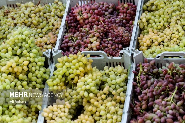 آذربایجان غربی قطب انگور کشور؛ وقتی تاکستان‌ها به جشن می‌نشینند