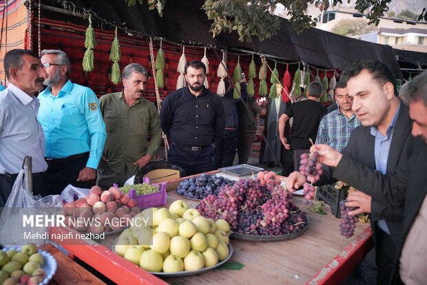 آذربایجان غربی قطب انگور کشور؛ وقتی تاکستان‌ها به جشن می‌نشینند