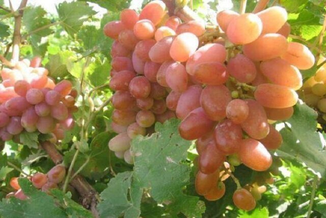 آذربایجان غربی قطب انگور کشور؛ وقتی تاکستان‌ها به جشن می‌نشینند