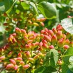 آغاز برداشت پسته در ۱۳۰ هکتار از باغات رومشکان