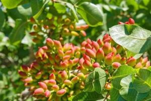 آغاز برداشت پسته در ۱۳۰ هکتار از باغات رومشکان