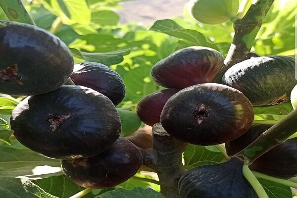 انجیر پلدختر روی خط دلالی؛ باغدار کاشت و دلال برداشت کرد