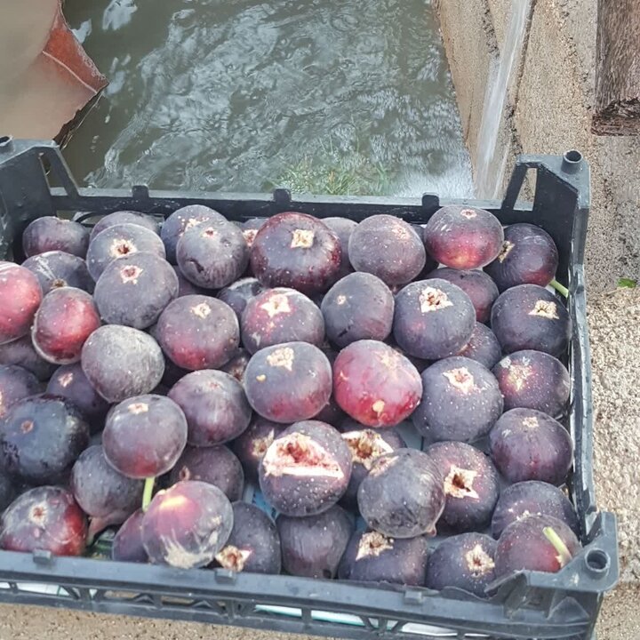 انجیر پلدختر روی خط دلالی؛ باغدار کاشت و دلال برداشت کرد