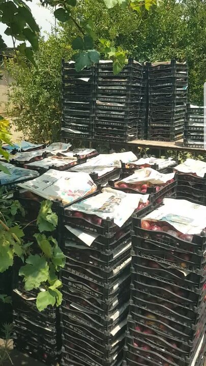 انجیر پلدختر روی خط دلالی؛ باغدار کاشت و دلال برداشت کرد
