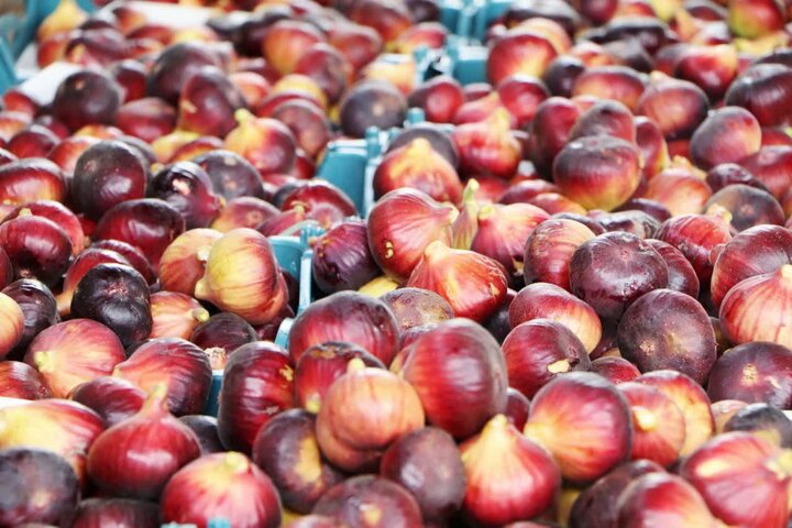 انجیر پلدختر روی خط دلالی؛ باغدار کاشت و دلال برداشت کرد