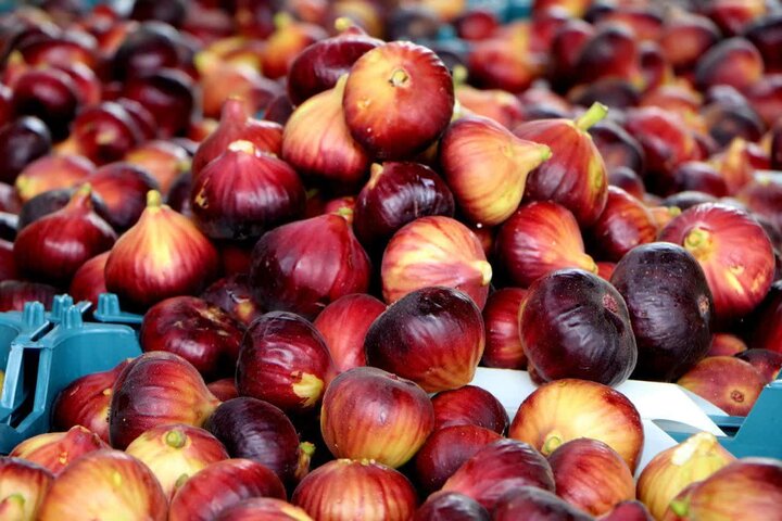 انجیر پلدختر روی خط دلالی؛ باغدار کاشت و دلال برداشت کرد