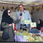 برداشت بیش از ۴۳ هزار تن انگور در مشگین‌شهر