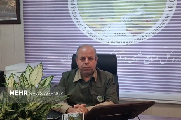 جنگل هیرکانی؛ زیرساخت سبزی که در محاصره «قاتلان خاموش» است