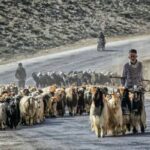 حمایت از عشایر مازندران با توسعه مشاغل مکمل و حذف واسطه‌ها