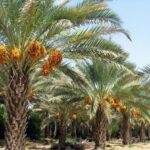 خیز خوزستان برای عبور از نخل‌داری سنتی به کشاورزی مدرن