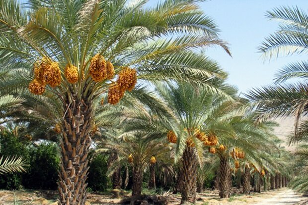 خیز خوزستان برای عبور از نخل‌داری سنتی به کشاورزی مدرن