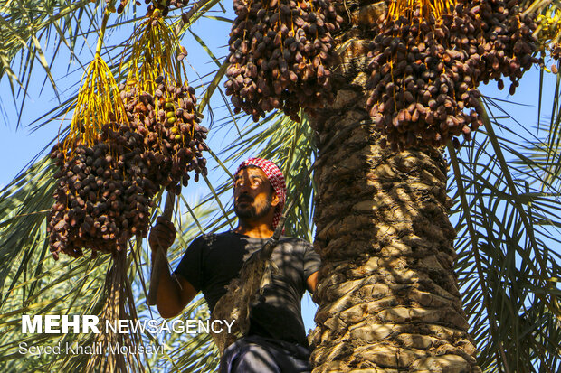 خیز خوزستان برای عبور از نخل‌داری سنتی به کشاورزی مدرن