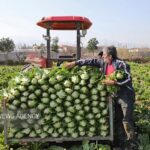 دره‌شهر موتور محرک کشاورزی ایلام؛ سالانه ۴۵۰تن سبزیجات تولید می شود