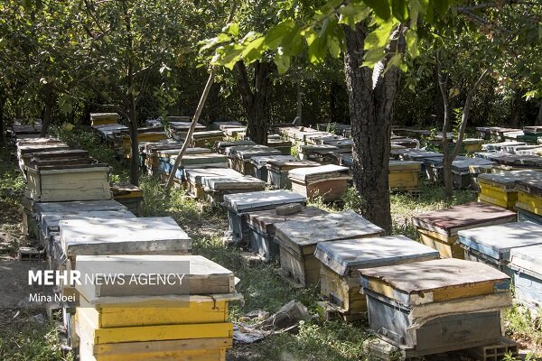 زنبورداری فارس زیر ذره‌بین سرشماری سراسری کلنی‌ها