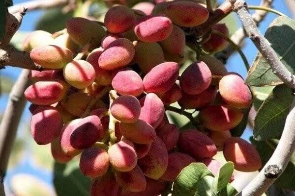 طلای سبز در زاگرس؛ پسته‌ای که از لرستان راهی بازار می‌شود